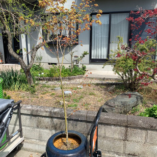 鉢入り紅葉