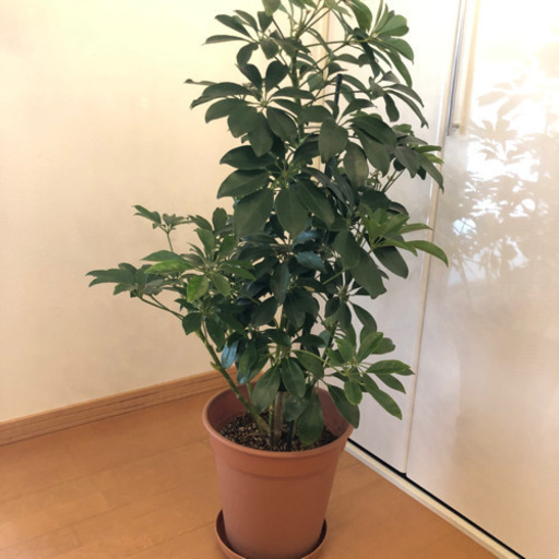 グリーン　高さ110cm