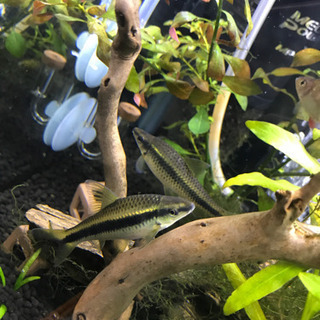 熱帯魚　サイアミーズフライングフォックス　2匹の画像