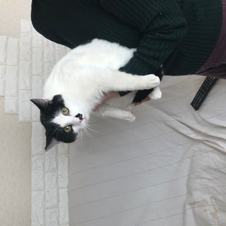 ひとなつこくて甘えん坊のソラくん - 猫