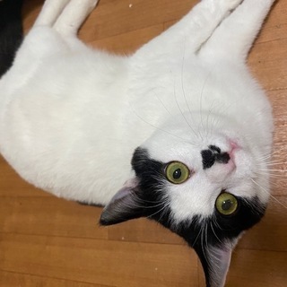 ひとなつこくて甘えん坊のソラくん