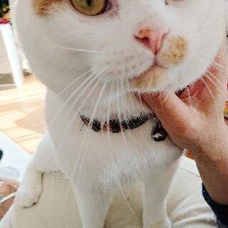 脚長マンチカン 3歳 − 愛知県