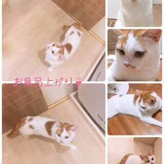 脚長マンチカン 3歳 - 小牧市