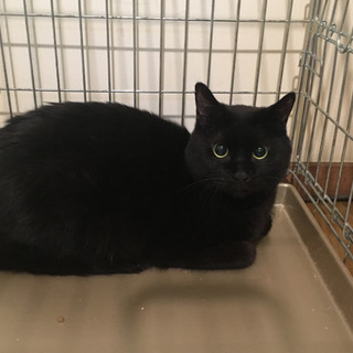 黒猫オスのリルの家族になってください。 - 里親募集
