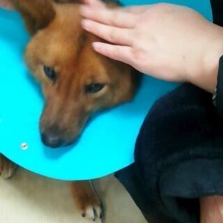 動物病院で幸せをずっと待っています！ - 犬