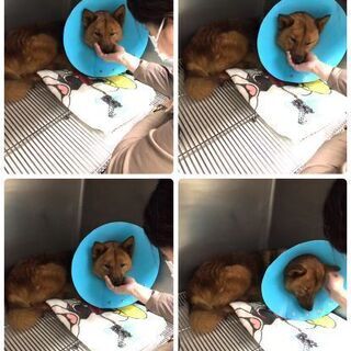 動物病院で幸せをずっと待っています！ - 江戸川区