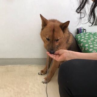 動物病院で幸せをずっと待っています！ − 東京都