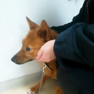 動物病院で幸せをずっと待っています！