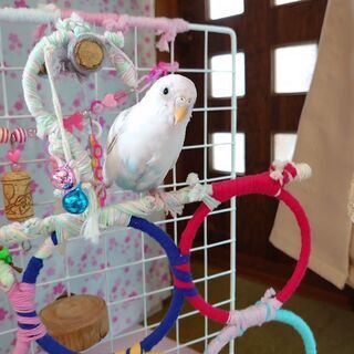 鳥好きさんと繋がりたいです🦜