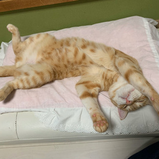 猫の手も借りたい