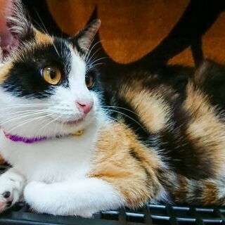 可愛い三毛猫の里親募集