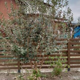 フェイジョア木いくら希望？