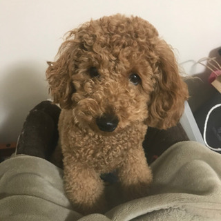 犬🐶友達募集