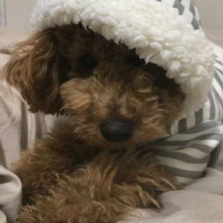 犬🐶友達募集 - その他