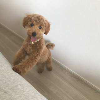犬🐶友達募集 - 中央区