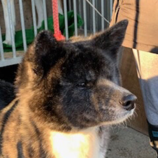 秋田犬　2歳　牝