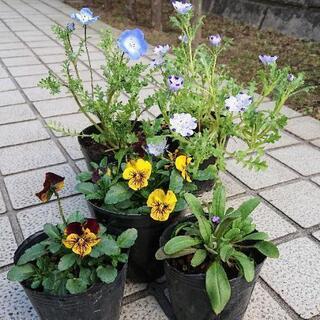春のお花の苗 ビオラ/勿忘草 開花株
