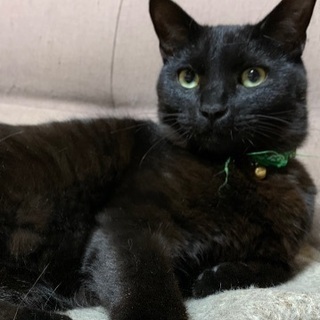 ふわふわの毛並み♡黒猫なウィズくん♂