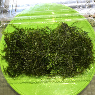 残1:ウィローモス40g:750円の画像