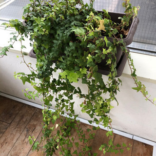 【商談成立/引き渡し予定】アイビー差し上げますの画像