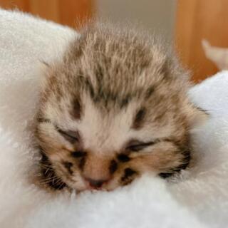 子猫  生まれたて