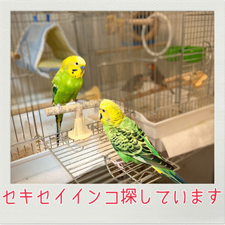 【セキセイインコ探しています】