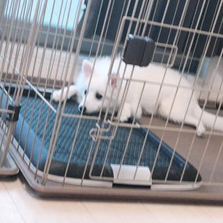 里親募集してます。(スピッツ)