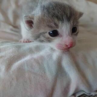 里親さん決まりましたありがとうございました。