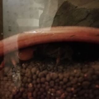 サワガニ5匹