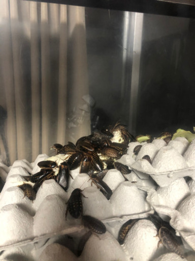 デュビア！コロニーごと譲ります。爬虫類、大型魚の餌に！引き取り限定