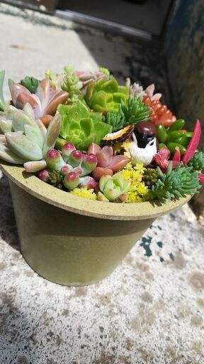 多肉植物寄せ植え