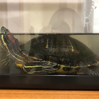 カメ　亀　2匹　