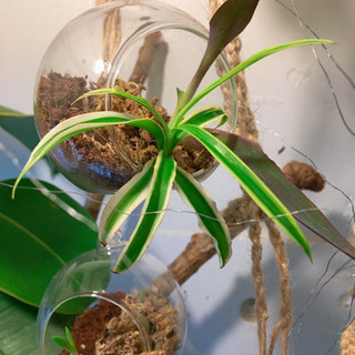 【観葉植物】オリヅルラン & ムラサキゴテン 【ボトリウム】