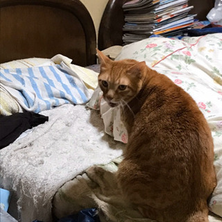 置き去りねこ！急募！おばあちゃんが入院で4匹置き去り。