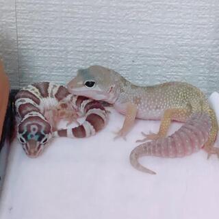 趣味友達を募集です！