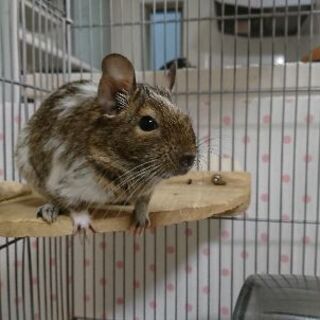 ﾃﾞｸﾞｰ里親探し