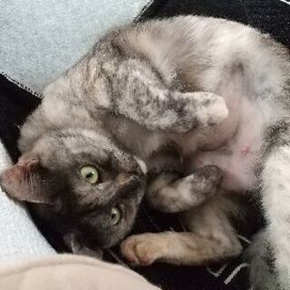 決まりました。1歳。No.11ちゃん。