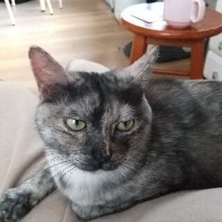 決まりました。1歳。No.11ちゃん。 - 猫