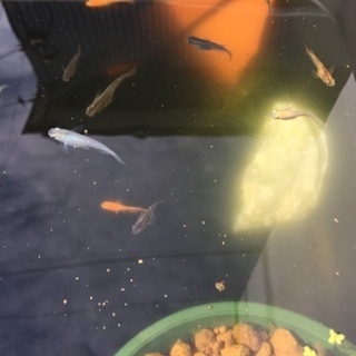 ミックスめだか🐟　1匹　50円