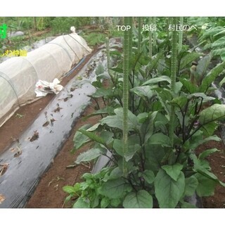 無農薬の美味しい野菜作りを仲間と楽しむ農業サークル『にしたに村』...