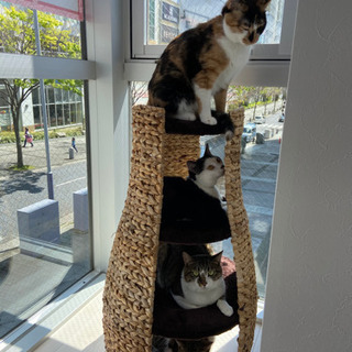 人馴れ抜群、猫カフェにて里親募集中^ ^