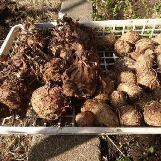 里芋種芋(栽培用)