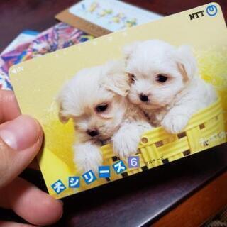 犬のテレホンカード　6月いっぱいまで！