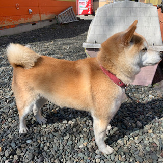 8歳の柴犬、女の子です。