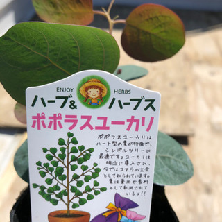 ユーカリポポラス　苗の画像