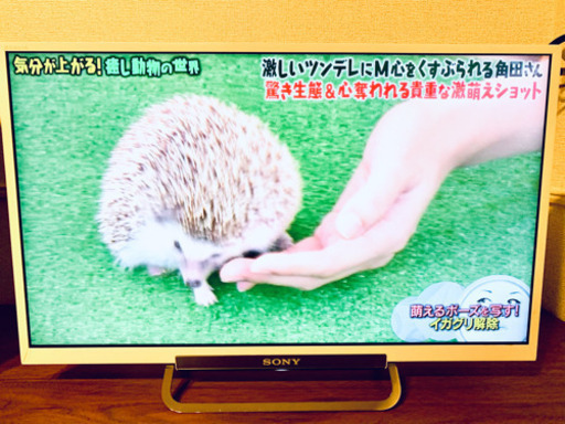 「取り引き中」SONY BRAVIA KDL-24W600A