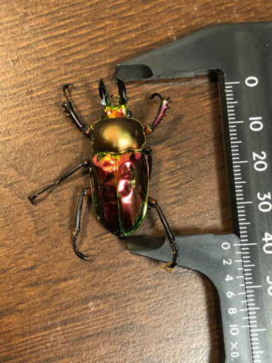 ニジイロクワガタ レッド系　ペア