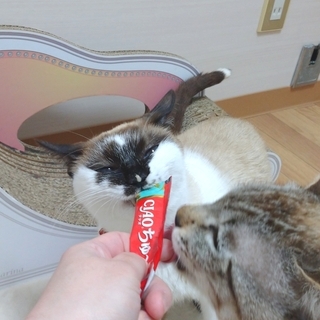 インク壺に顔を突っ込んだような模様がかわいい女の子です - 猫