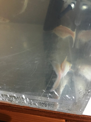 アルビノカイヤン　10cm