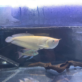 シルバーアロワナ約40cm売ります